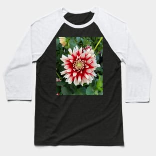 Red And White Dahlia Bloom Baseball T-Shirt